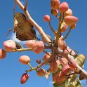 Pistacho (21)
